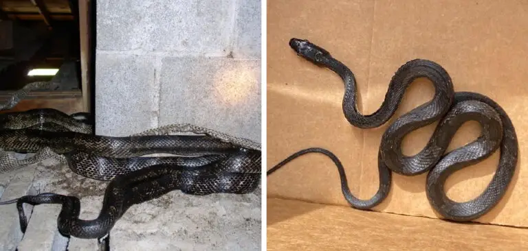 How to Get Rid of Snakes in Crawl Space | 7 Simple Things