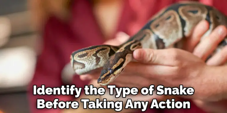 How To Get Rid Of Snakes In Crawl Space Simple Things