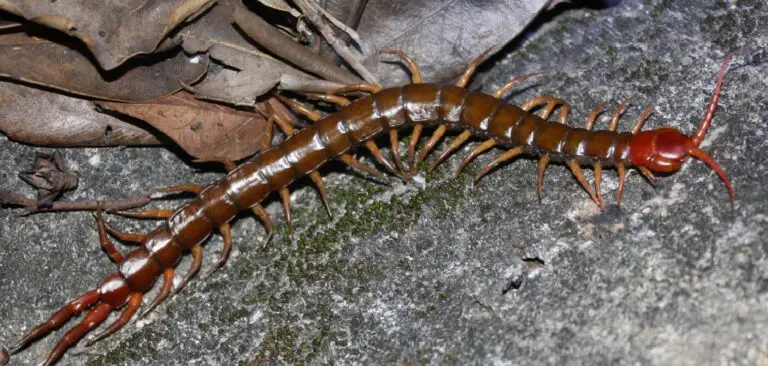 How to Get Rid of Centipedes in Your Basement | 10 Easy Ways