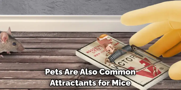 How To Keep Mice Out Of Basement 10 Effective Ways 2024   Pets Are Also Common Attractants For Mice 768x384 