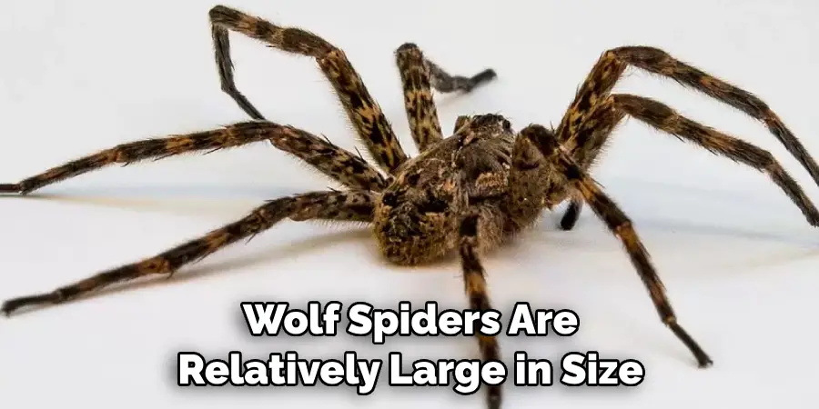Wolf Spiders Are Relatively Large in Size