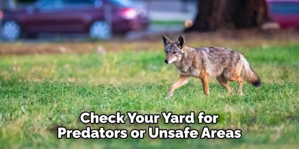 Check Your Yard for Predators or Unsafe Areas